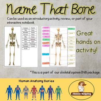 Preview of Name that bone