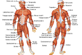 Names of Muscles
