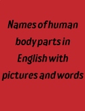 Names of human body parts in English with pictures and words
