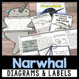 Narwhal Reading Comprehension | Non Fiction Text Features 