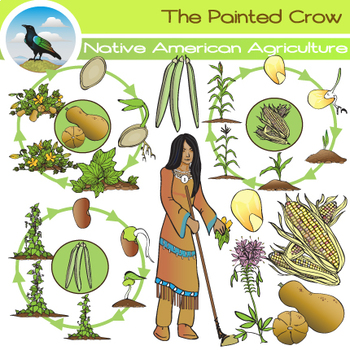 Preview of Native American Agriculture - Corn , Beans and Squash Life Cycle Clip Art