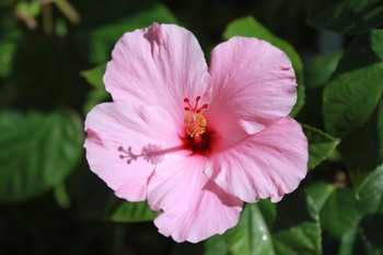 Preview of Digital Photos of Native Plants of Oahu Hawaii