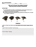 Natural Selection Assessment Materials