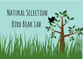 Natural Selection Evolution bird beak activity