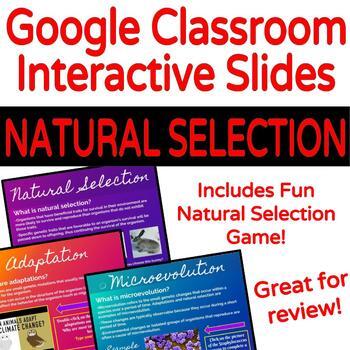 Preview of Natural Selection Lesson & Activity for the Google Classroom