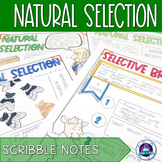 Natural Selection Notes - Scribble Notes