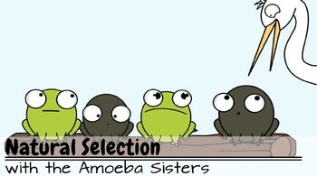 Natural Selection Recap Answer KEY by The Amoeba Sisters (ANSWER KEY)