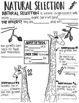 Preview of Natural Selection SKETCH NOTES | Adaptations and Evolution | Science Coloring