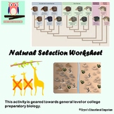 Natural Selection Worksheet | Teachers Pay Teachers