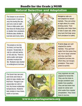Preview of Natural Selection and Adaptation of Animals - Grade 3 NGSS