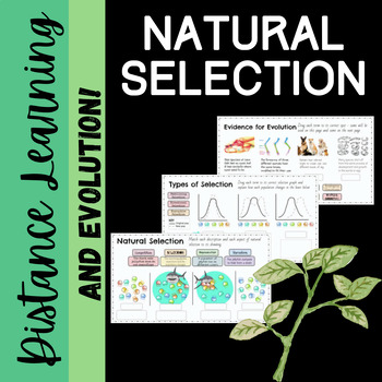 Preview of Natural Selection and Evolution: Distance Learning Activity