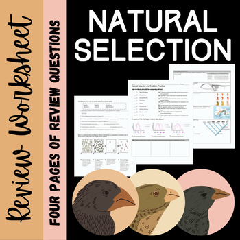 Preview of Natural Selection and Evolution Review