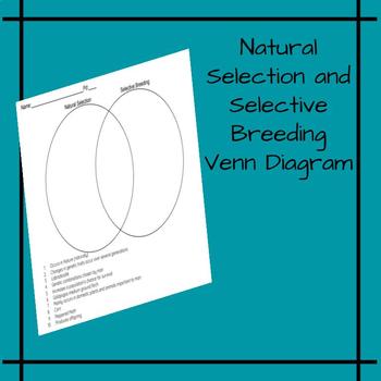 selective breeding diagram