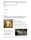 Natural Selection through Adaptations - scaffolding for 6-