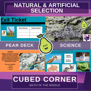 Preview of Natural and Artificial Selection PEAR DECK Interactive