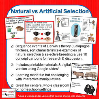 Preview of Natural vs Artificial Selection