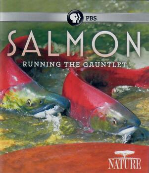 Preview of Nature - Salmon: Running the Gauntlet Video Questions