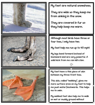 Neat Feet: Animal Adaptations Matching Activity by D5Learning | TpT