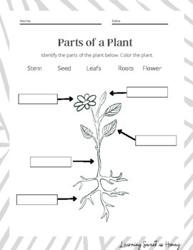 Needs and Parts of a Plant by Learning Sweet as Honey | TPT