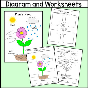Needs of Plants Chart / Poster Worksheets Graphic Organizer by K-2 Core ...