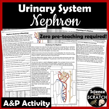 Preview of Nephron Anatomy & Physiology Activity for the Urinary System