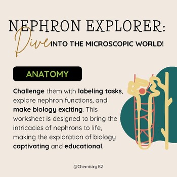 Preview of Nephron Explorer: Dive into the Microscopic World!