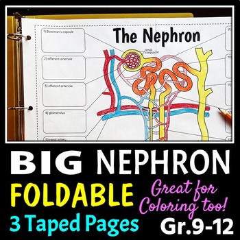 Preview of Nephron Foldable - Big Foldable for Interactive Notebooks or Binders
