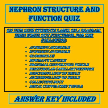 nephron structure for kids