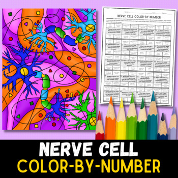 Preview of Nerve Cell Color-By-Number Review Worksheet - Digital Version Included!