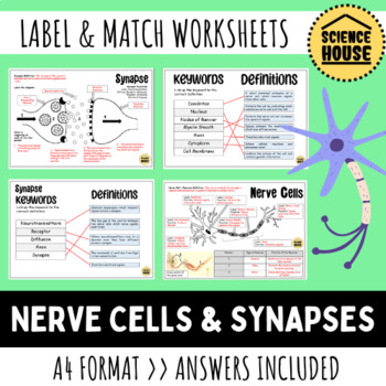 Preview of Nerve Cells (Neurons) and Synapses Diagram Worksheets
