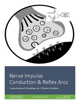 Preview of Nerve Impulse Physiology (Action Potentials) & Reflex Arcs (Virtual Friendly)
