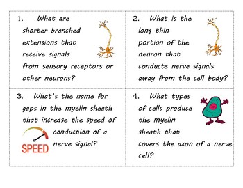 Preview of Nerve Structure and Function Task Cards