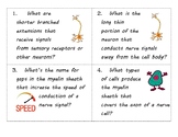 Nerve Structure and Function Task Cards