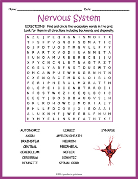 Human Nervous System Word Search Worksheet by Puzzles to Print | TpT