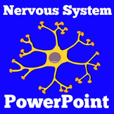 Nervous System PowerPoint Activity Human Body Systems 3rd 