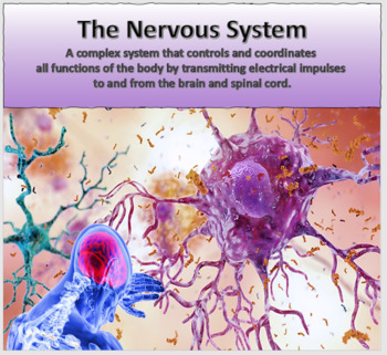 Preview of Nervous System