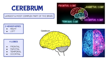 Preview of Nervous System