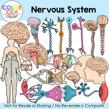 Preview of Nervous System