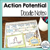Action Potential Notes - Nerves - Nervous System Illustrat