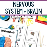 Nervous System Activities