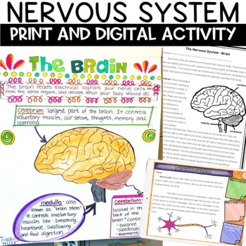 Preview of Nervous System Activity