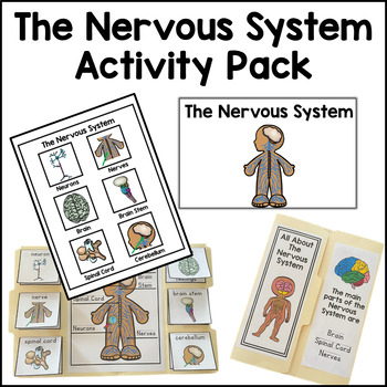 Preview of Nervous System Activity Bundle Human Body Activities