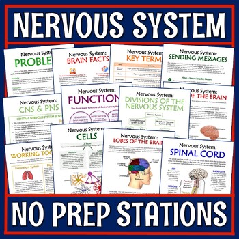 Preview of Nervous System Activity Stations NGSS MS-LS1-3 Print and Digital Versions