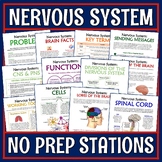 Nervous System Activity Stations NGSS MS-LS1-3 Print and D