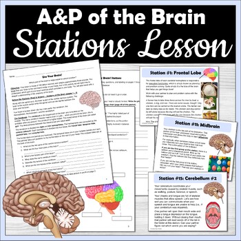 Preview of Brain Anatomy and Physiology Activity Stations
