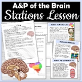 Brain Anatomy and Physiology Activity Stations