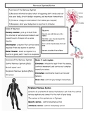 Nervous System & Alcohol Quick Sheet- 1 page of notes each