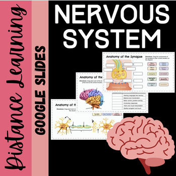 Preview of Nervous System Anatomy: Distance Learning Activity