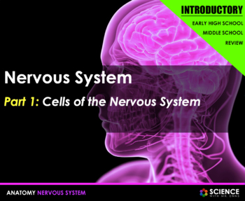 Preview of Nervous System Anatomy Introductory Presentation PPT With Student Summary Notes