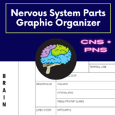 Nervous System Anatomy Parts Graphic Organizer